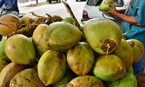 ஆனைமலையில் இளநீர் விலை தொடர் வீழ்ச்சி- விவசாயிகள் கவலை