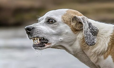 சென்னையில் வெறிநாய் கடித்து இளைஞர் உயிரிழப்பு!