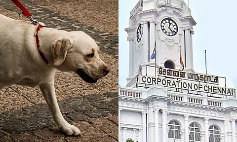 2025 REWIND: வளர்ப்பு பிராணிகள்... சென்னை மாநகராட்சி விதித்த அதிரடி கட்டுப்பாடுகள்