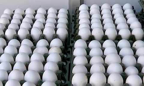 முட்டையில் புற்றுநோயை உண்டாக்கும் நச்சு இல்லை- கர்நாடக அரசு அறிவிப்பு