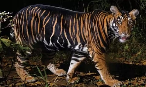 இந்தியாவில் ஒரே ஆண்டில் 166 புலிகள் மரணம்- மத்திய பிரதேசத்தில் மட்டும் 55 புலிகள் உயிரிழப்பு