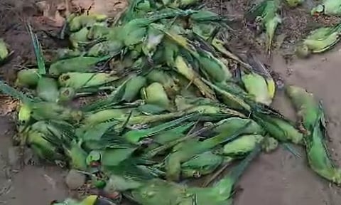 மத்தியப் பிரதேசத்தில் உணவு விஷத்தால் 200 கிளிகள் உயிரிழப்பு