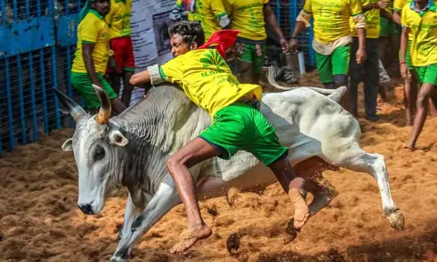 பொங்கல் பண்டிகை - மதுரையில் நடைபெறும் ஜல்லிக்கட்டுக்கான தேதிகள் அறிவிப்பு