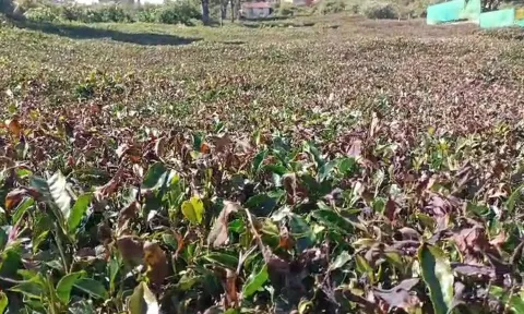 கடும் பனிப்பொழிவு - நீலகிரியில் 10 ஆயிரம் ஏக்கர் தேயிலை செடிகள் பாதிப்பு