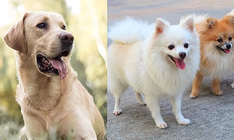 சென்னைவாசிகள் விரும்பி வளர்க்கும் நாய் இனம் எது தெரியுமா?