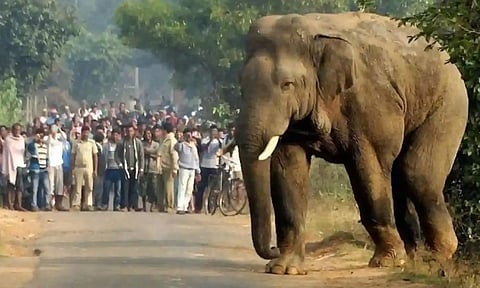 ஜார்க்கண்டில் ஒற்றை யானை அட்டகாசம்: 2 நாட்களில் 13 பேர் பலி - பீதியில் மக்கள்!