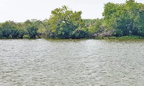 முத்துப்பேட்டை அலையாத்திக்காட்டில் குவியும் வெளிநாட்டு பறவைகள் - சுற்றுலாப் பயணிகள் மகிழ்ச்சி