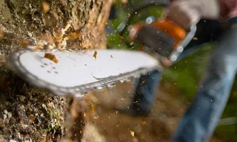 ஆணி அடித்தால் ரூ.15 ஆயிரம்... மரத்தை வெட்டினால் ரூ.1 லட்சம் அபராதம்- சென்னை மாநகராட்சி அறிவிப்பு