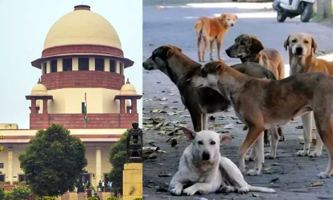 மாநிலங்கள் பெரும் இழப்பீடு வழங்க நேரிடும்: தெரு நாய் விவகாரத்தில் உச்சநீதிமன்றம் எச்சரிக்கை