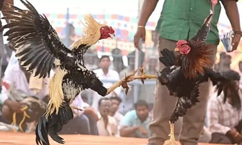 களை கட்டிய சேவல் பந்தயம்- ரூ.1.53 கோடி வென்ற விவசாயி