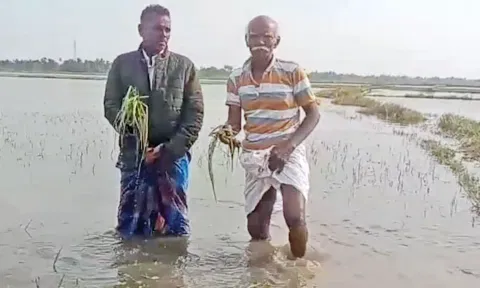 நாகையில் தொடர் மழையால் 2000 ஏக்கர் நெற்பயிர்கள் மூழ்கின - விவசாயிகள் வேதனை