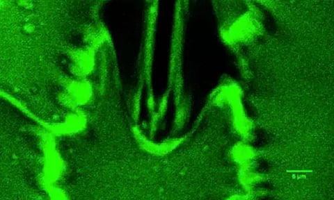 உலகிலேயே முதல் முறை.. தாவரங்கள் சுவாசிக்கும் வீடியோ - விஞ்ஞானிகள் அசத்தல் கண்டுபிடிப்பு