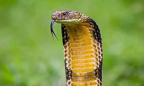 பாம்பின் விஷம் இத்தனை கோடியா? கடத்தி வந்த 7 பேர் கைது