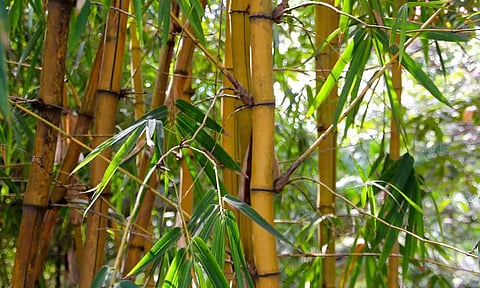 வீட்டில் மூங்கில் செடி இருக்கா?... தப்பித்தவறி கூட இந்த தவறை செய்யாதீர்கள்