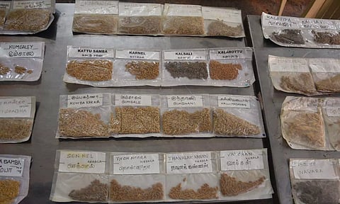 மஞ்சள் நீராட்டு விழாவில் மருமகளுக்கு 480 பாரம்பரிய நெல் ரகங்களை சீர் கொடுத்த தாய்மாமன்