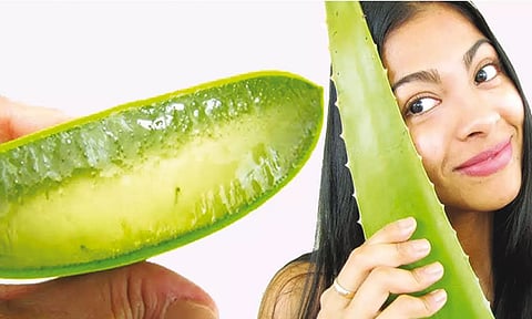 கற்றாழை தரும் கலக்கல் அழகு...