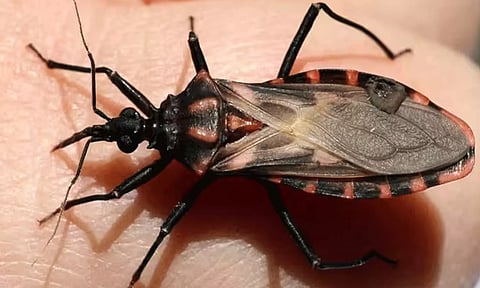 விஷப்பூச்சி கடித்தால் செய்ய வேண்டியவை... செய்யக்கூடாதவை...