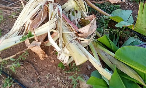 &nbsp;யானைகளால் சேதம் அடைந்துள்ள தென்னை, வாழை மரங்களை காணலாம்.