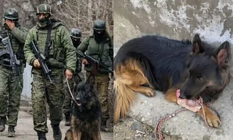 குண்டடிபட்டும் பின்வாங்காத 'டைசன்'.. 3 பயங்கரவாதிகளை சுட்டுக் கொல்ல வீரர்களுக்கு உதவிய ஜீவன்