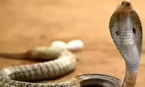 திருப்பதி கோவிலில் தரிசனத்திற்கு வரிசையில் சென்ற பெண் பக்தரை பாம்பு கடித்தது