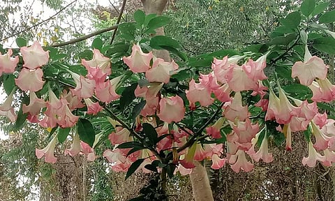 கொடைக்கானல் மலை கிராமங்களில் சுற்றுலா பயணிகளை கவர்ந்த சங்கு வடிவிலான பூக்கள்