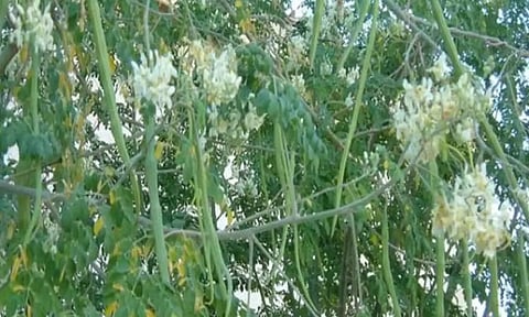 மருத்துவ குணம் நிறைந்த முருங்கைப்பூ