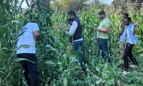 ராஜஸ்தான்: ரூ.275 கோடி மதிப்பிலான 170 ஏக்கர் அபின் தோட்டத்தை கண்டுபிடித்து அழித்த அதிகாரிகள்