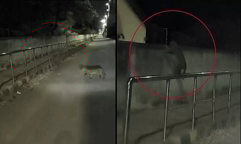 குடியிருப்பு பகுதியில் சிறுத்தை - வதந்தியால் பரபரப்பு: வீடியோ வெளியிட்ட வாலிபரிடம் போலீஸ் விசாரணை