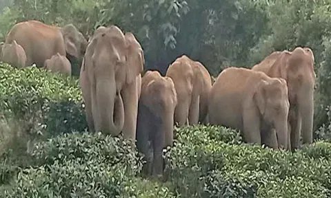 தேயிலை தோட்டங்களில் யானைகள் முகாம்