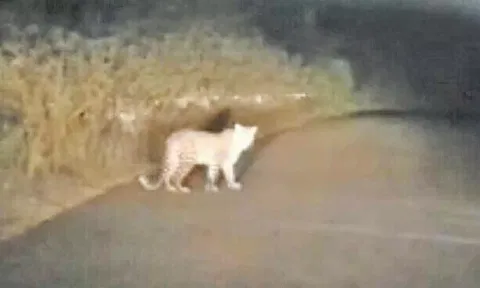 சாலையோரம் நடமாடிய சிறுத்தையால் வாகனம் ஓட்டிகள் அச்சம்