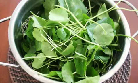 வல்லாரை கீரையின் மருத்துவ குணங்கள்