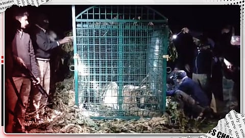 Maneater tiger captured by Kerala Forest officials