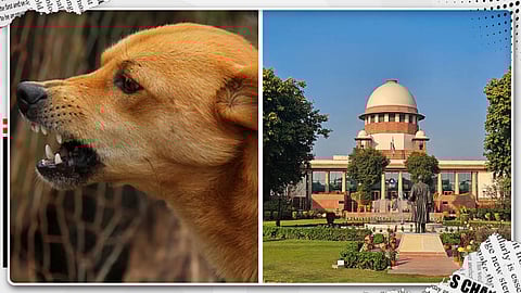 തെരുവുനായകൾക്കുള്ള ഷെൽട്ടറുകൾ സ്ഥാപിക്കുന്നതിൽ പ്രായോഗിക തടസങ്ങളുണ്ടെന്ന് കേരളം സുപ്രീം കോടതിയിൽ 