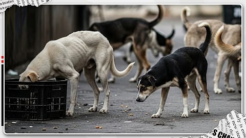 നായകൾക്ക് കൗൺസിലിങ് നൽകണോ?; മൃഗസ്നേഹികളെ പരിഹസിച്ച് സുപ്രീം കോടതി