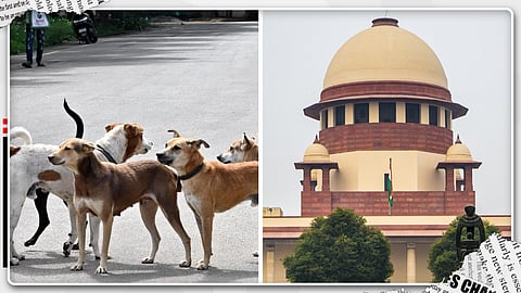 'തെരുവുനായകൾക്ക് വേണമെങ്കിൽ വീട്ടിൽ കൊണ്ടുപോയി ഭക്ഷണം കൊടുക്കു'; സുപ്രീം കോടതി