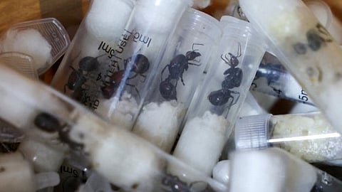 അന്താരാഷ്ട്ര വിപണിയിൽ വൻ വില, കെനിയയിൽനിന്ന് ഓരോ വര്‍ഷവും കടത്തുന്നത് ആയിരക്കണക്കിന് ഉറുമ്പുകളെ; ചൈനക്കാരന് തടവുശിക്ഷ