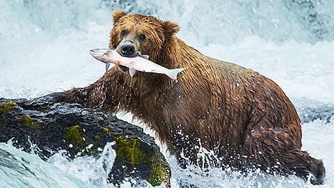 ഇറച്ചി വേണ്ട, പച്ചക്കറി മതി, 'മെനു' മാറ്റി കരടികള്‍; കാലാവസ്ഥ വ്യതിയാനത്തിന്റെ പ്രത്യാഘാതം ജീവികളുടെ ഭക്ഷണക്രമത്തിലും