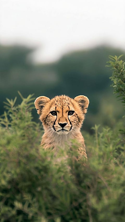 21 ാം നൂറ്റാണ്ടില്‍ വംശനാശം സംഭവിച്ച ജീവജാലങ്ങള്‍