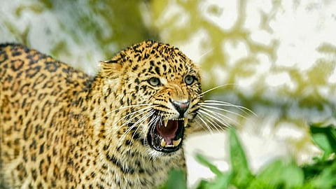 പുലികൾ നരഭോജികളാകുന്നത് എപ്പോൾ? കാടുവിട്ട് നാട്ടിലേക്കിറങ്ങുന്നതിന് പിന്നിലെ യഥാർത്ഥ കാരണങ്ങൾ!