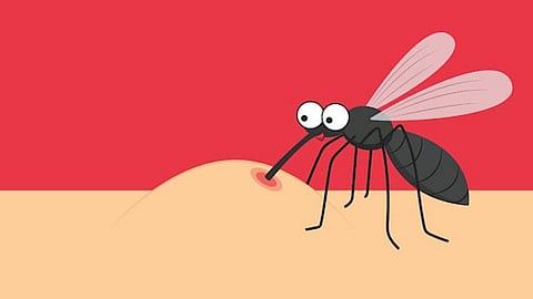 ചിലരെ മാത്രം കൊതുക് കടിക്കില്ല; രസകരമായ ശാസ്ത്രീയ കാരണങ്ങളറിയാം!