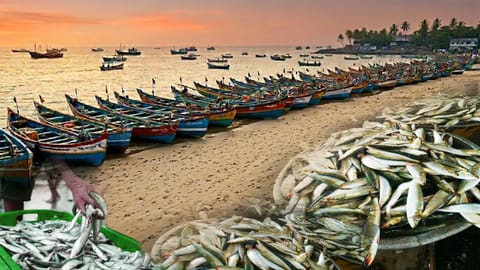 മത്തി മറക്കില്ല മലയാളികളെ, ലഭ്യത 13 ശതമാനം കൂടി; പതിറ്റാണ്ടിനിടയിലെ ഉയര്‍ന്ന നിരക്ക്