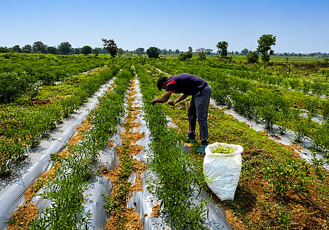 A farmer bends to pick green chilies in a well-maintained agricultural field with plastic mulch rows under a clear blue sky