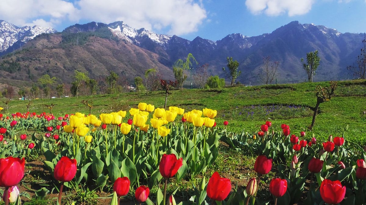 Asia’s largest tulip garden has opened in Srinagar