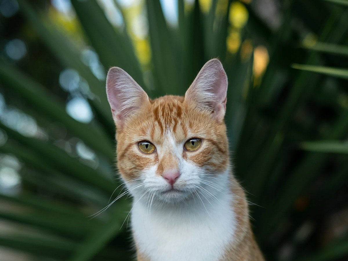 New Cat Story