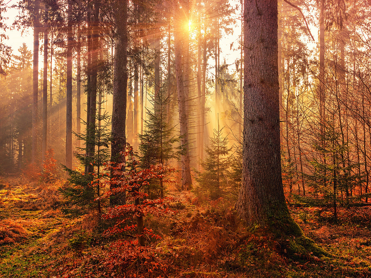 Two also read elements