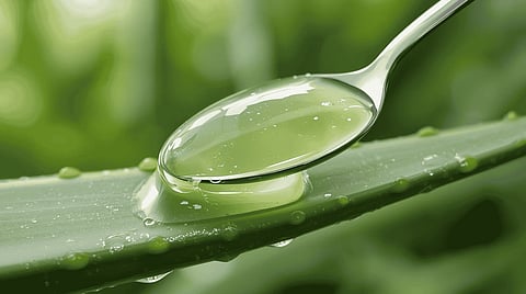 When you rub the gel on your scalp, it can condition your hair and significantly improve the dry and damaged tresses. 