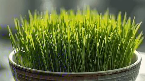 If you sip one glass juice of the grass, you will get liver enzymes, chlorophyll, essential vitamins, and amino acids