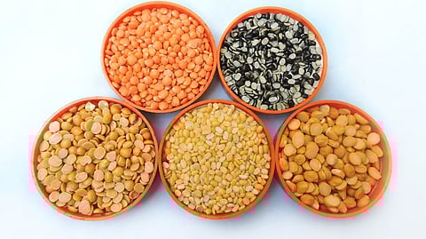 Lentils are one of the most environmentally sustainable protein sources, which need minimal water for their growth.