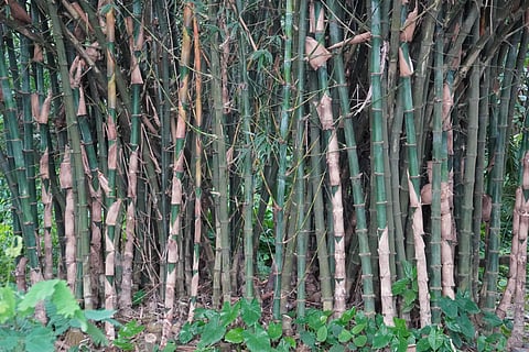 Bamboo’s amazing nutritional value and health benefits have placed it among leading global superfoods today.