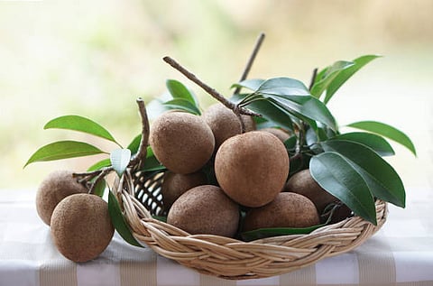 Chiku has high sugar content that may increase concerns for individuals suffering from diabetes. 